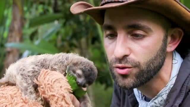 【狼叔野外探险】发现一只可爱的小树懒 萌出天际