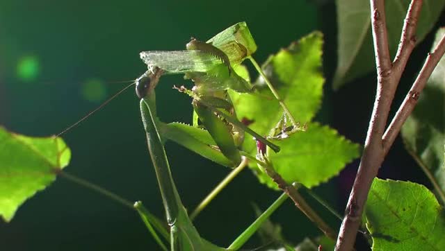 白梅花蛇vs大刀螳螂,高手之间过招,场面就是精彩