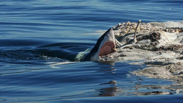 终极一战 虎鲸与大白鲨的殊死搏斗