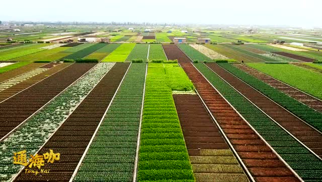 通海农田菜地