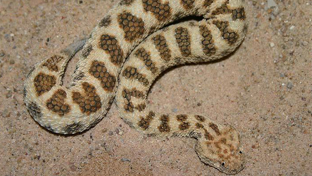 半蛇半蛛的怪物 剧毒的蛛尾拟角蝰