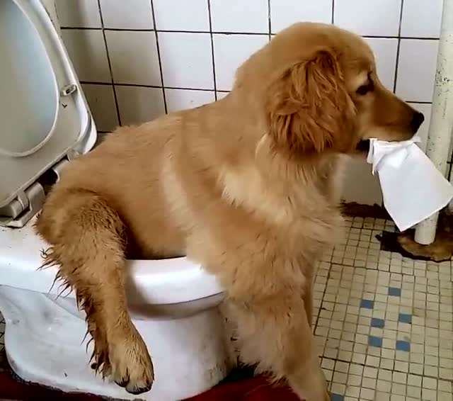 金毛自己叼着卫生纸,坐在马桶上拉臭臭!