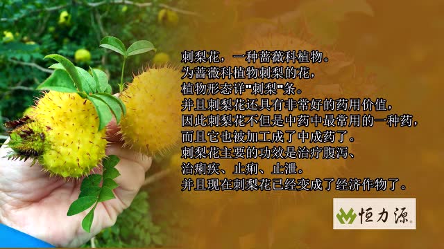 贵州刺梨的刺梨花介绍