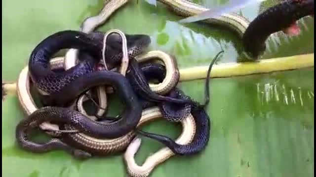 看柬埔寨大叔这样爆炒水蛇,小孩吃得满头大汗