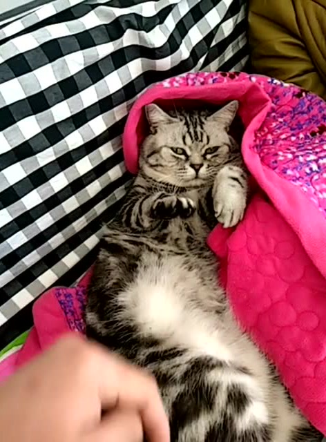 小心一会宝宝展示猫爪功