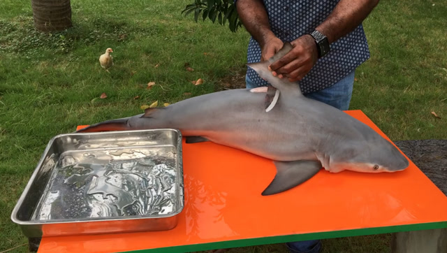 国外小伙吃鲨鱼肉!煮过之后肉变成了这个颜色!看着都想吐