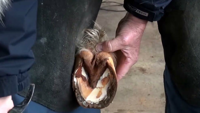 工人是钳子给马剪指甲,我想知道,马真的不疼吗?