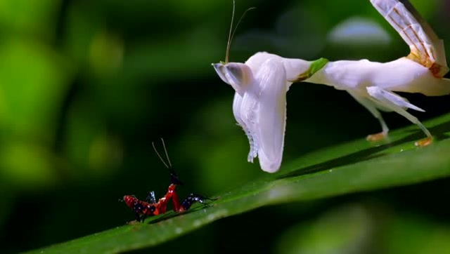 白色螳螂大战跳跃蜘蛛,没人想到最后结果竟然是这样的!