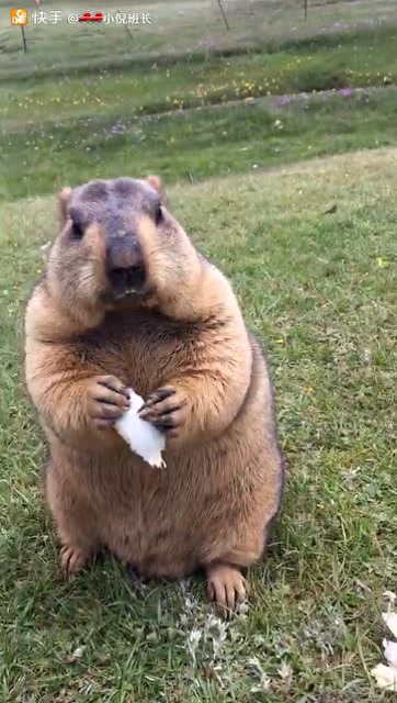 草原土拨鼠,吃东西太萌了