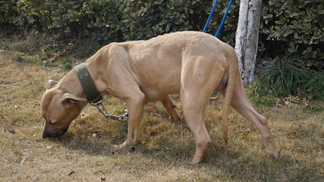 看外国人如何训练比特犬,这完美的跳跃力真是太惊艳了