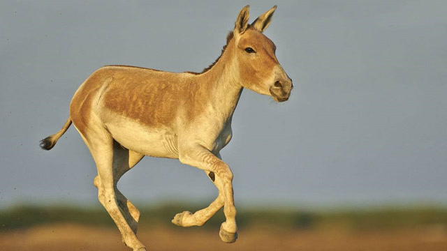 印度野驴是亚洲最顽强的动物,皮糙肉厚适应性极强
