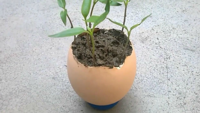 实用帖!在鸡蛋壳里种花,这方法你绝对想不到吧!