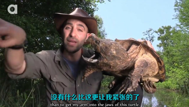 狼叔荒野探险,被巨型鳄龟咬一口是什么体验!