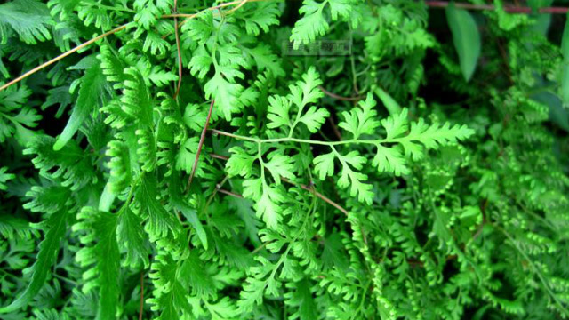 农村山区的一种青藤子植物 它加工后的灰非常值钱