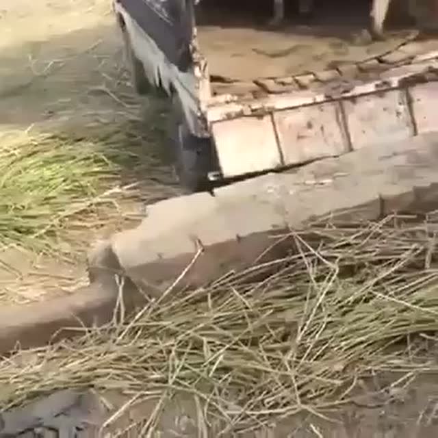 牛被送往屠宰场前，狠狠的给了主人一脚