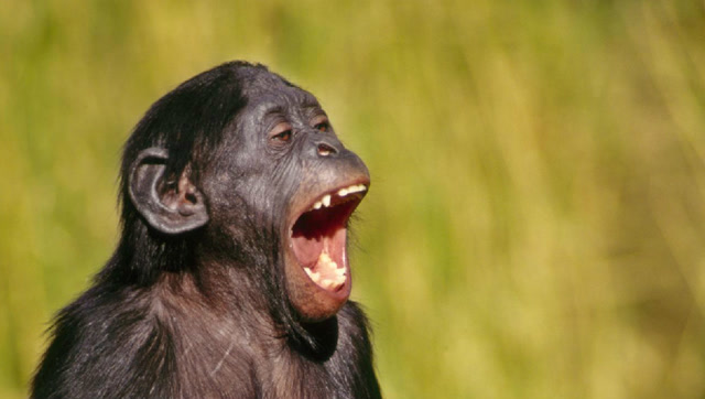 黑猩猩被挠痒痒,它的反应是这样的