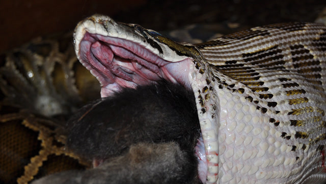 世界上最大的蛇类,张口血盆大口瞬间,看一眼浑身发麻