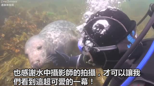 超级可爱的海豹，一直要潜水员摸它的肚子