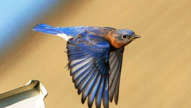 小鸟翅膀固定不动也能翱翔?真相背后其实是有科学道理的!