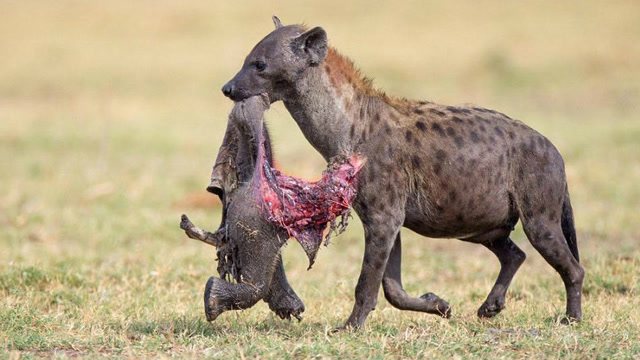 非洲鬣狗猎杀落单小野牛,小野牛惨烈嘶吼,残忍到不敢直视