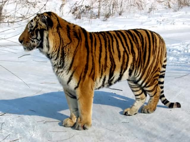 世界最大的东北虎,体重到底多重,这数据告诉你,太震撼了