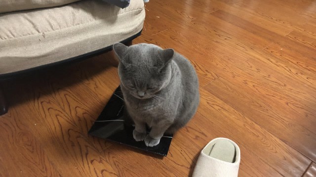 胖猫猫坐在体重秤上,这是在称自己到底有多胖吗?