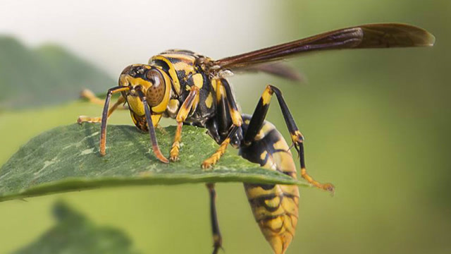 恐怖的非洲杀人蜂:发疯起来方圆半里无动物幸免
