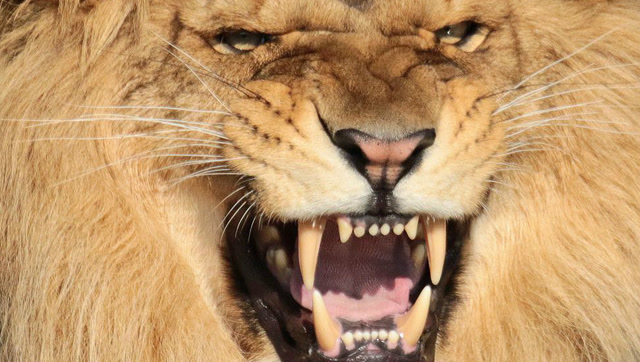 美洲狮与北美灰狼一言不合便大战 终美洲狮侥幸胜利