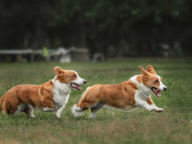 柯基犬和柴犬小狗子的玩具抢夺战 还是拿实力说话吧