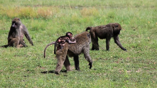 上千只狒狒打群架公狒狒趁机争霸权