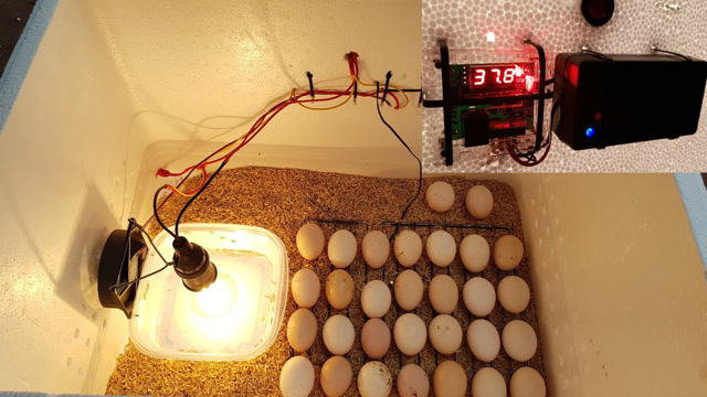 老外用泡沫箱能自制小鸡孵化器?是时候拿出冰箱的鸡蛋搞养殖了!