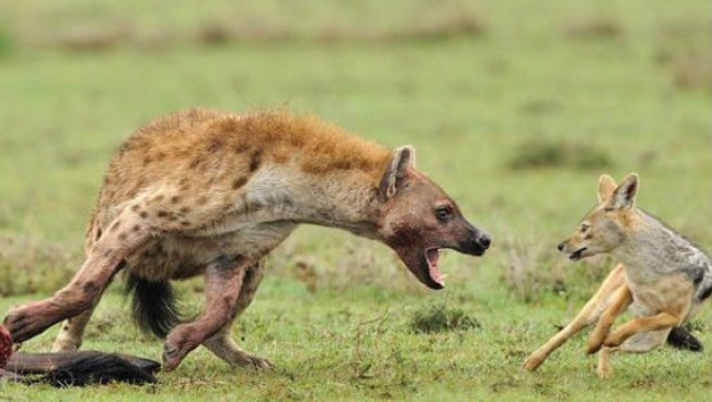 屁股的诱惑!胡狼和鬣狗上演非洲"二人转"