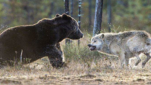 老对手的激烈搏杀,彪悍棕熊大战冷血凶残的恐怖狼群