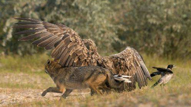 狼主动出击去扑鹰,当鹰展开翅膀那一刻,狼也怂了原地急刹车!