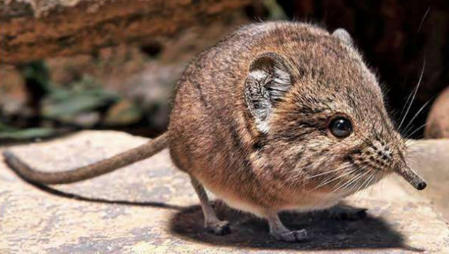 鼩鼱妈妈带宝宝逛街,小鼩鼱衔着尾巴排成一列,要不要这么萌!