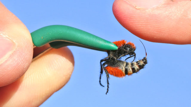 号称牛杀手的蚁蜂有多厉害?老外吓到手抖不停!