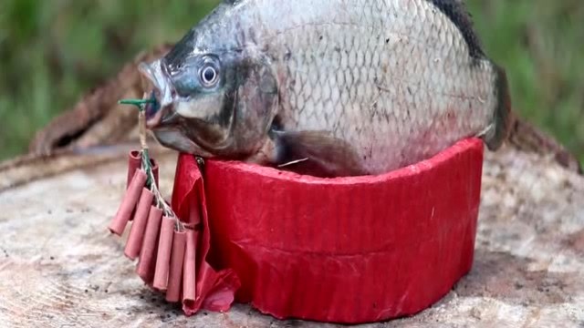 鞭炮炸鱼,国外小伙作死将一条鱼放在鞭炮上,会玩