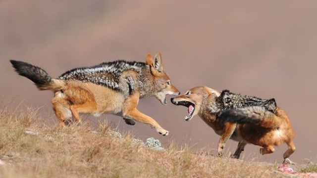 虎豹豺狼打一动物图片