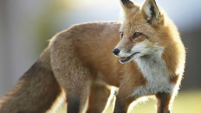 澳洲狐狸又泛滥了,居民捕获狐狸可获得奖励,在中国根本不会发生