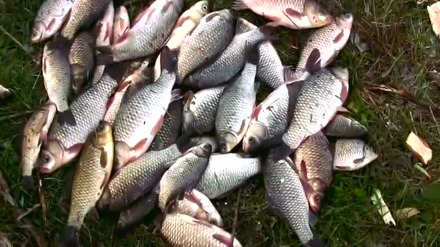 实拍俄罗斯人钓鲫鱼,垂钓人直呼这大板鲫真爽