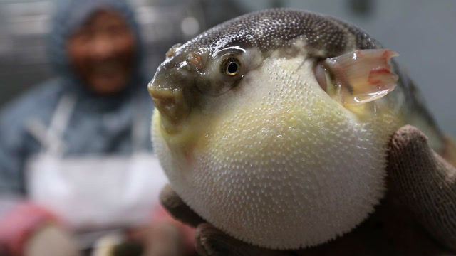 圆滚滚的鱼:世界上最致命最贵的毒素,仅仅一克就能卖30万美元