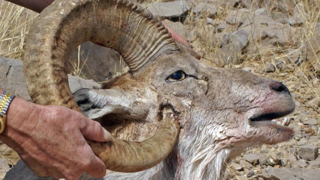 最悲剧的羊,长那么大的羊角还没派上用场,却把自己戳死了!