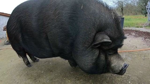 家里的大黑猪被马蜂哲了,猪头都被蛰肿了,长得更滑稽了