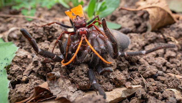 沙漠毒蛛蜂殊死搏斗打败硕大狼蛛 将卵注入其体内_01