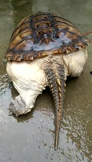 这巴西龟好肥,肥到走路都走不动了