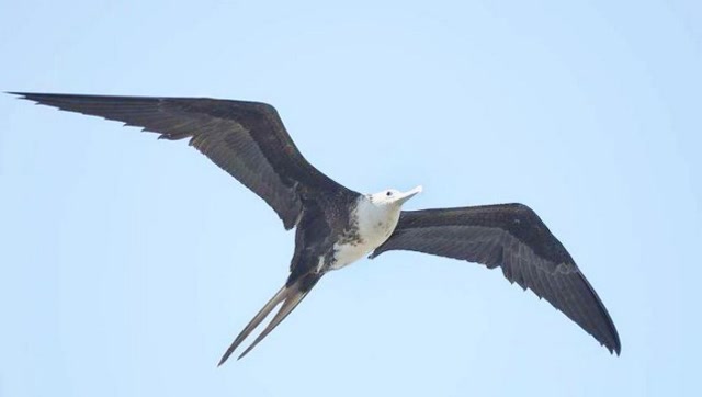 军舰鸟被称为飞行冠军,飞行速度可达418公里每小时,快过高铁