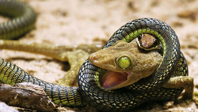 蜥蜴与蛇大战,画面惨不忍睹,网友:简直就是不忍直视,镜头记录过程