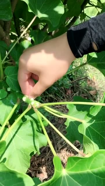 这种叶子可以吹泡泡,神奇的植物你不知道!