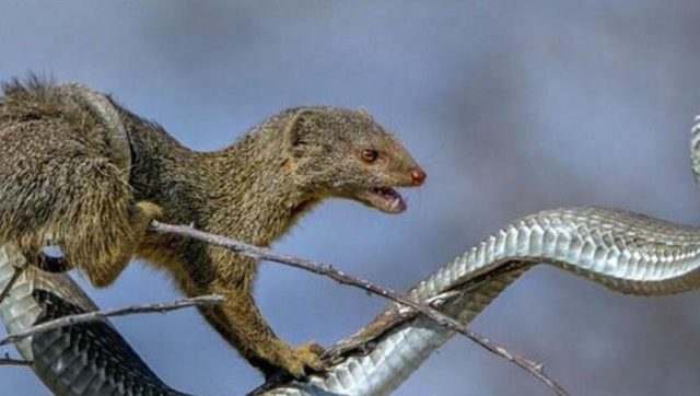猫鼬不愧是蛇的天敌,连眼镜王蛇遇到猫鼬也只有被吃的份