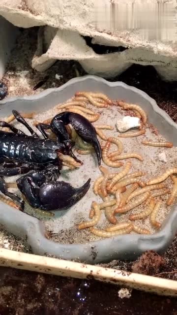 蝎子进食吃虫子,相信很多人都没有看过!